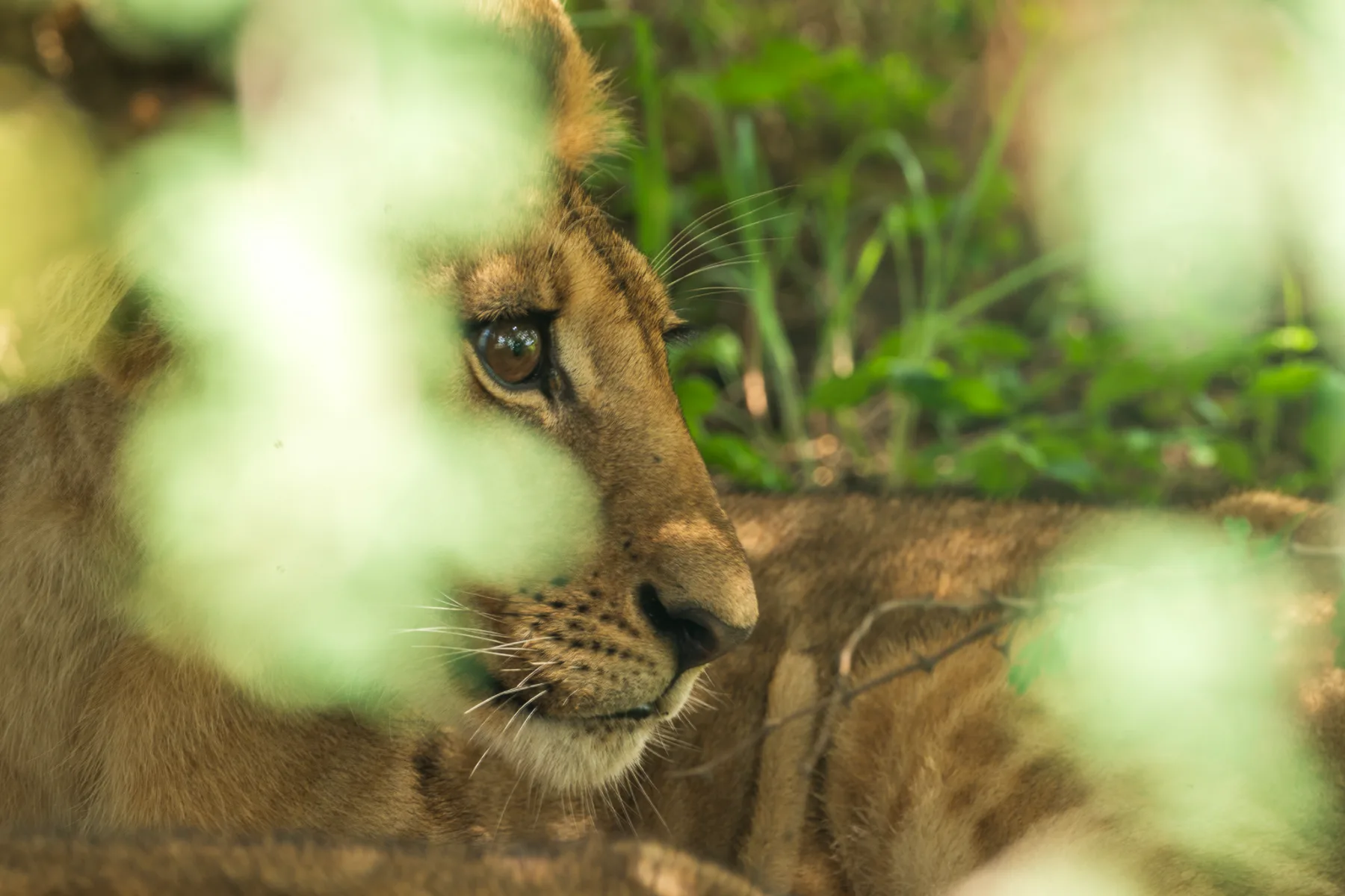 Safari & Wildlife