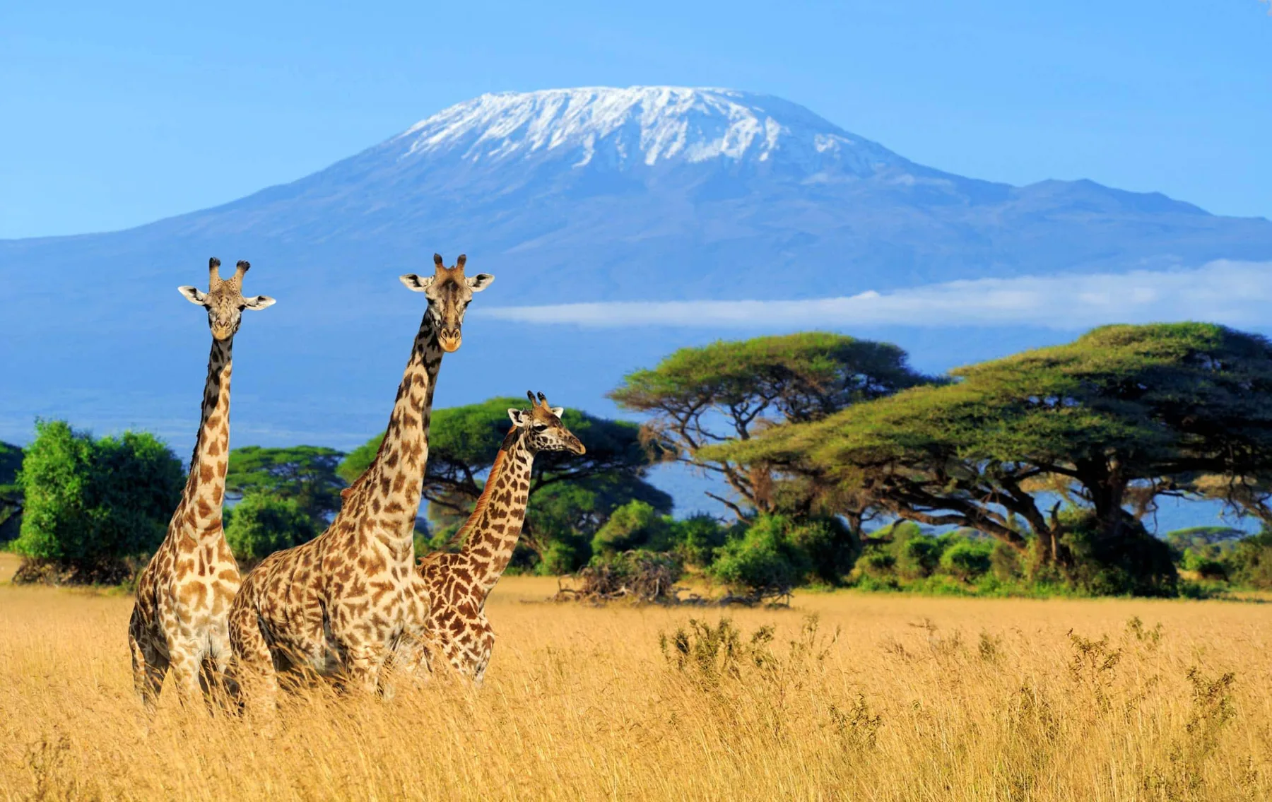 Mountain & Nature — Kilimanjaro